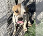 Small Photo #2 Basenji-Unknown Mix Puppy For Sale in Evansville, IN, USA