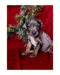 Small Photo #18 Australian Cattle Dog-Catahoula Leopard Dog Mix Puppy For Sale in WELLMAN, IA, USA