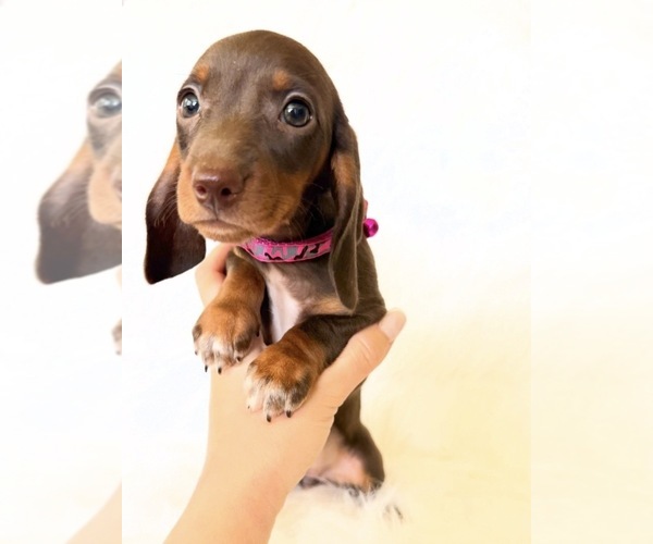 Medium Photo #3 Dachshund Puppy For Sale in DAVIS, CA, USA