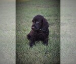 Small #5 Boykin Spaniel