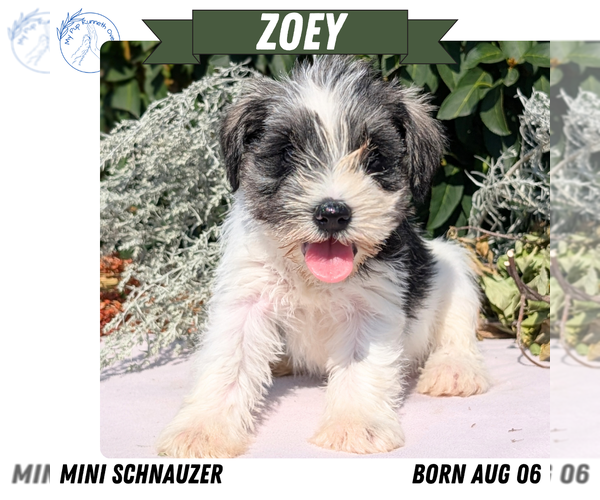 Medium Photo #70 Schnauzer (Miniature) Puppy For Sale in GOSHEN, IN, USA