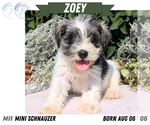 Small #8 Schnauzer (Miniature)