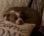 Small Boston Terrier