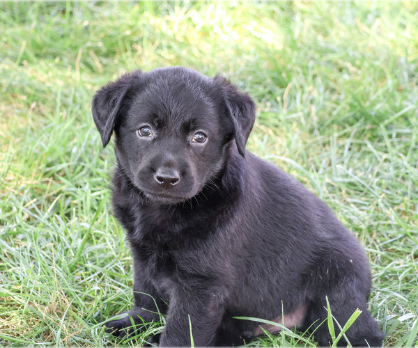 Medium Photo #5 Labrador Retriever Puppy For Sale in SYRACUSE, IN, USA