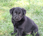 Small #4 Labrador Retriever