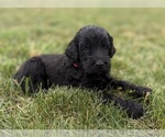 Small Photo #36 Goldendoodle Puppy For Sale in HOWARD CITY, MI, USA