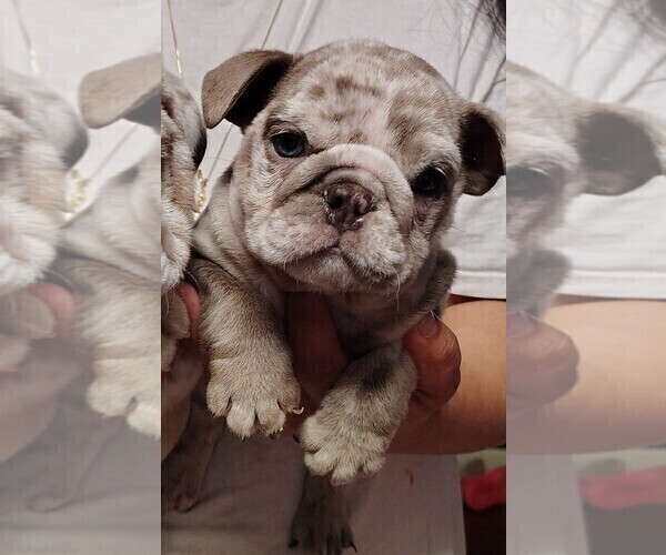 Medium Photo #1 Bulldog Puppy For Sale in BRANDON, FL, USA