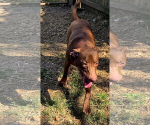 Hazelnut - Female Labrador Retriever-Unknown Mix Dog for Adoption - Photo #2
