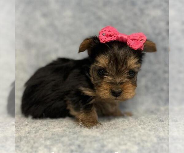 Medium Photo #6 Yorkshire Terrier Puppy For Sale in TAMPA, FL, USA