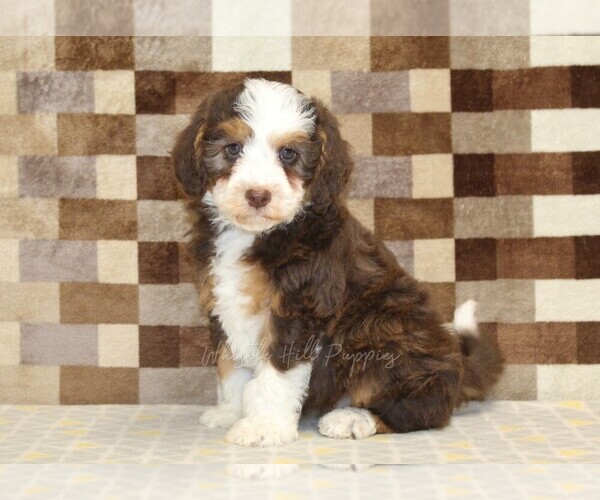 Medium Photo #4 Bernedoodle (Miniature) Puppy For Sale in DENVER, PA, USA