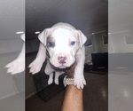 Small #7 American Bully-American Pit Bull Terrier Mix