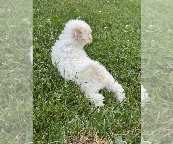 Medium Photo #4 Bichpoo Puppy For Sale in CANOGA, NY, USA