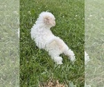 Small #3 Bichpoo