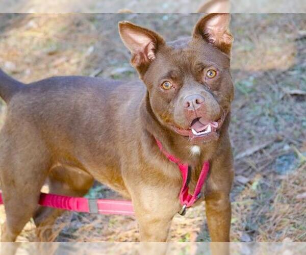 Medium Photo #2 Boxer-Unknown Mix Puppy For Sale in Tallahassee, FL, USA