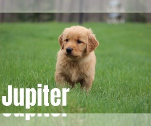Medium Golden Retriever