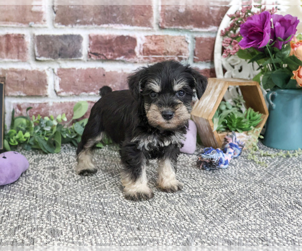 Medium Photo #5 Schnauzer (Miniature) Puppy For Sale in SYRACUSE, IN, USA