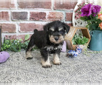 Small #4 Schnauzer (Miniature)