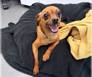 Jimothy - Male Chihuahua-Unknown Mix Dog for Adoption - Photo #7