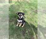Small Mutt