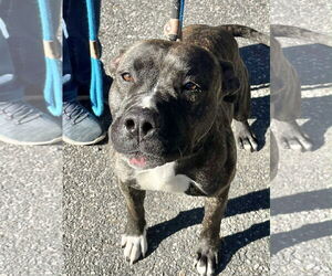 American Pit Bull Terrier Dogs for adoption in Jackson , NJ, USA
