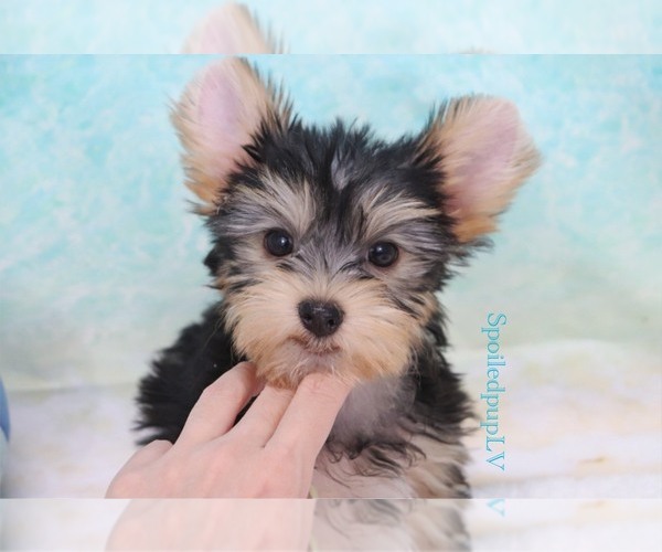 Medium Photo #6 Morkie Puppy For Sale in LAS VEGAS, NV, USA