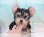 Small Photo #6 Morkie Puppy For Sale in LAS VEGAS, NV, USA