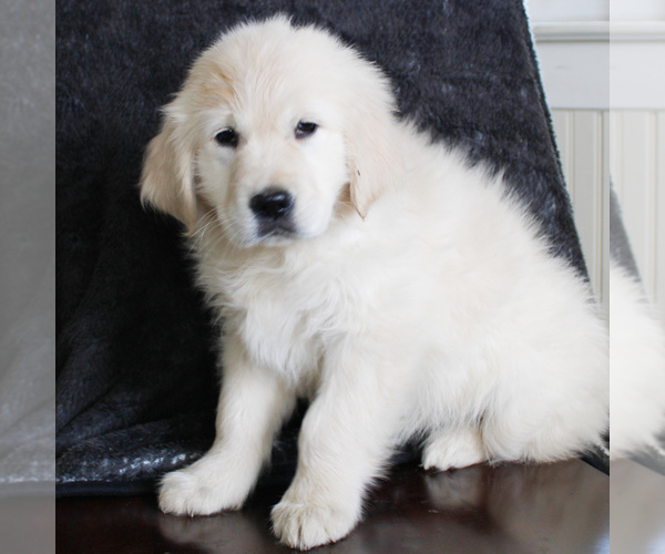 Medium Photo #4 English Cream Golden Retriever Puppy For Sale in MANHEIM, PA, USA