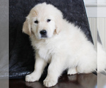 Small Photo #4 English Cream Golden Retriever Puppy For Sale in MANHEIM, PA, USA