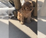 Small #1 Cavapoo (Miniature)