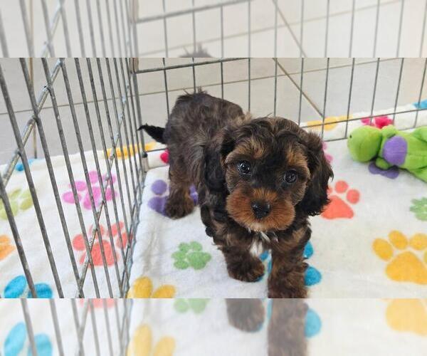 Medium Photo #5 Cavapoo (Miniature)-Poodle (Toy) Mix Puppy For Sale in ORO VALLEY, AZ, USA
