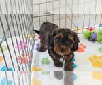 Alex - Male Cavapoo (Miniature)-Poodle (Toy) Mix Puppy for Sale - Photo #5