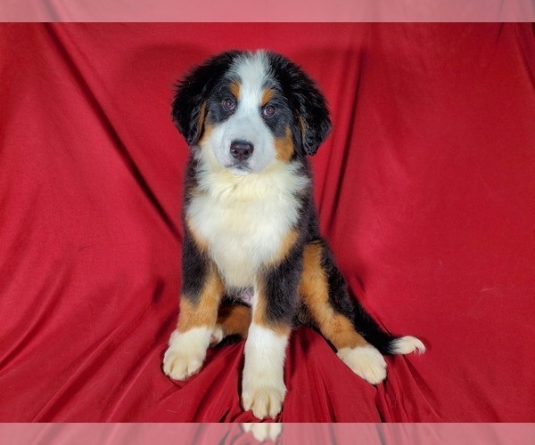 Medium Photo #1 Bernese Mountain Dog Puppy For Sale in BLACK FOREST, CO, USA