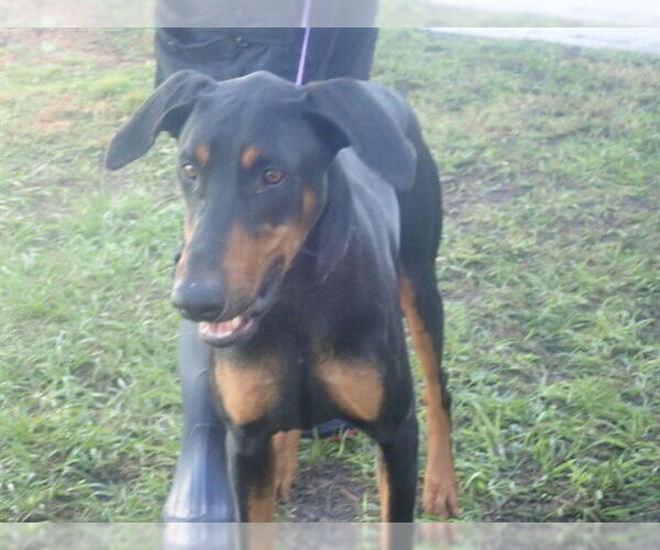 Medium Photo #1 Doberman Pinscher Puppy For Sale in St. Cloud, FL, USA