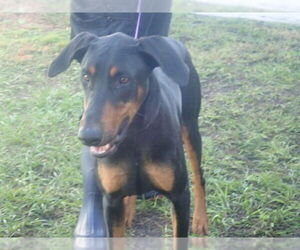 Doberman Pinscher Dogs for adoption in St. Cloud, FL, USA