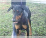 Small Doberman Pinscher