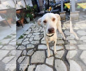 American Staffordshire Terrier-Unknown Mix Dogs for adoption in San Antonio, TX, USA