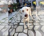 LUCAS - Male American Staffordshire Terrier-Unknown Mix Dog for Adoption - Small photo