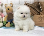 Small Photo #9 Pomeranian Puppy For Sale in NEW YORK, NY, USA