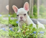 Small #4 French Bulldog