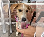 Small #8 Labrador Retriever Mix