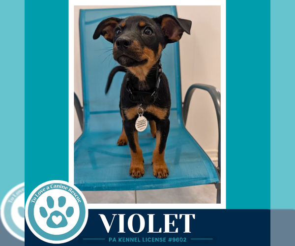 Medium Photo #2 French Bullhuahua Puppy For Sale in Kimberton, PA, USA
