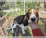 Puppy Puppy 2 Beagle