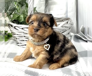 Shorkie Tzu-Yorkshire Terrier Mix Puppy for sale in SELLERSBURG, IN, USA