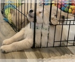 Small Photo #19 Golden Retriever Puppy For Sale in WILM, NC, USA