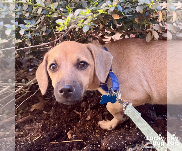 Medium Photo #6 Chihuahua-Unknown Mix Puppy For Sale in Washington, DC, USA