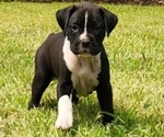 Puppy Eclipse Boxer
