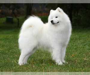Mother of the Samoyed puppies born on 02/18/2024
