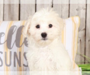 Maltese Puppy for sale in MOUNT VERNON, OH, USA