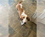 Small #3 Basset Hound