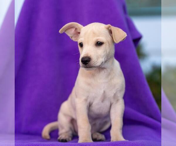 Medium Photo #13 Chug Puppy For Sale in San Diego, CA, USA